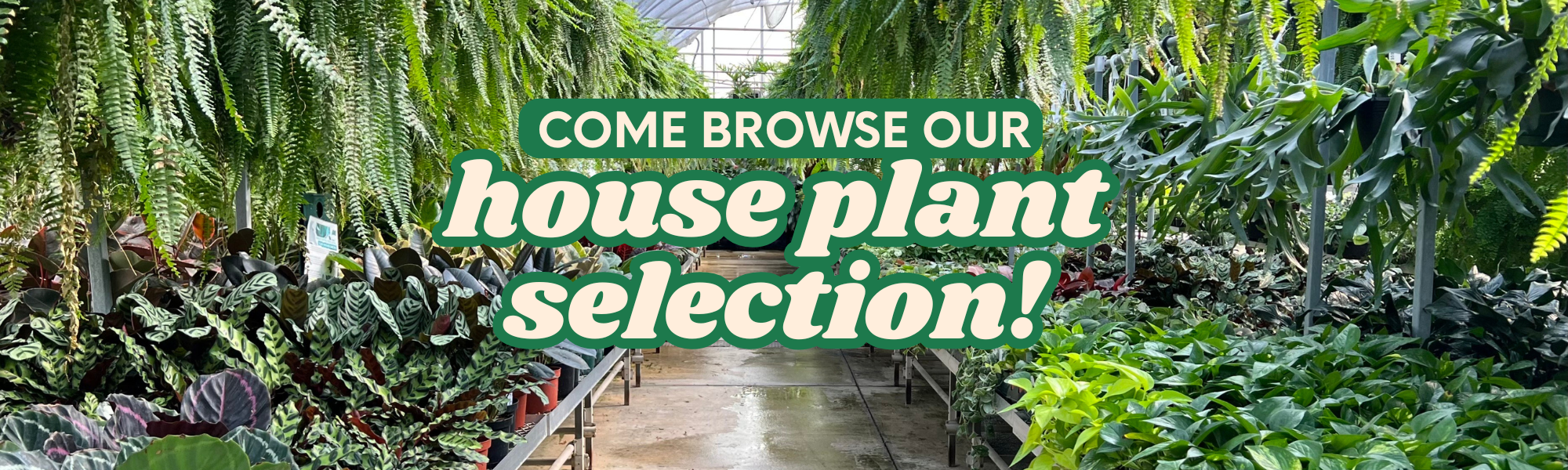 Houseplant Selection