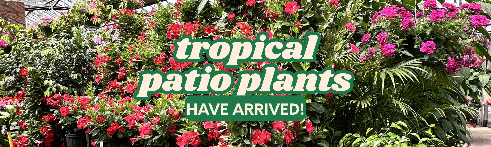 Tropical Plant Selection