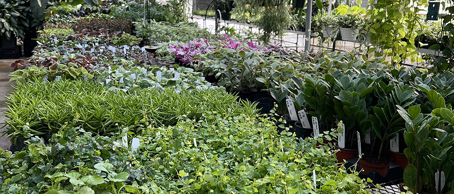 Green Plant Sale 2026