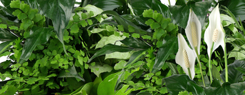 Plants for the Service
