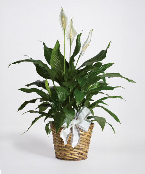Peace Lily Plant