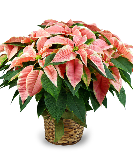 Specialty Color Poinsettia