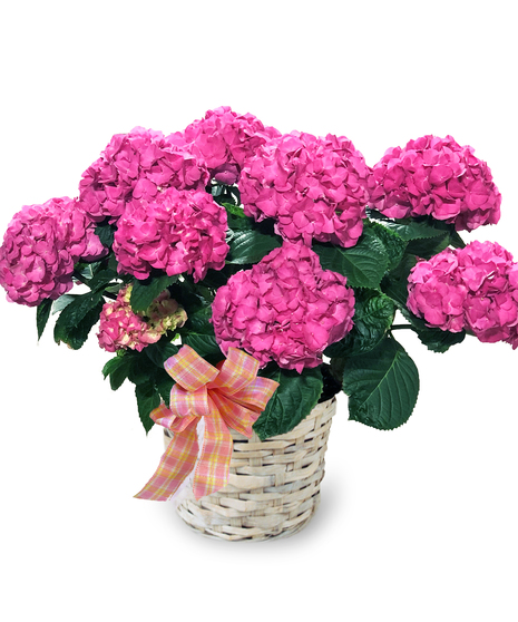 Image showcases a lush Hydrangea Plant grown at McNamara Florist's greenhouses in Fort Wayne, Indiana.