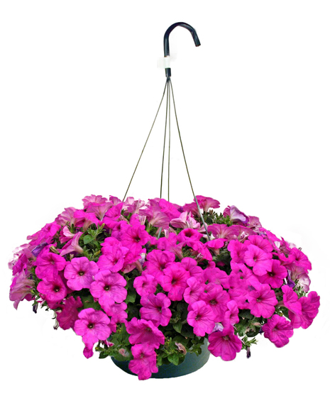 Wave Petunia Hanging Basket