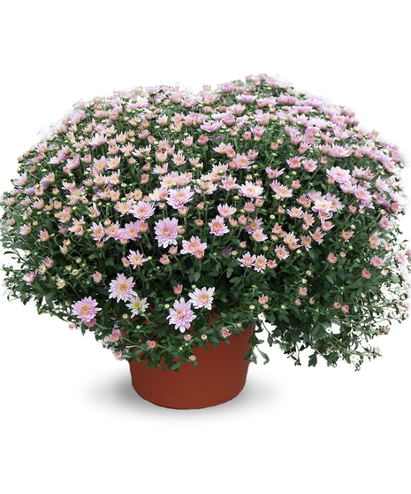 Fall Mum