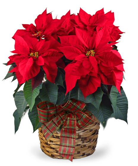 Red or White Poinsettia
