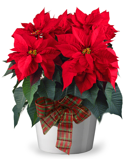 poinsettia plant