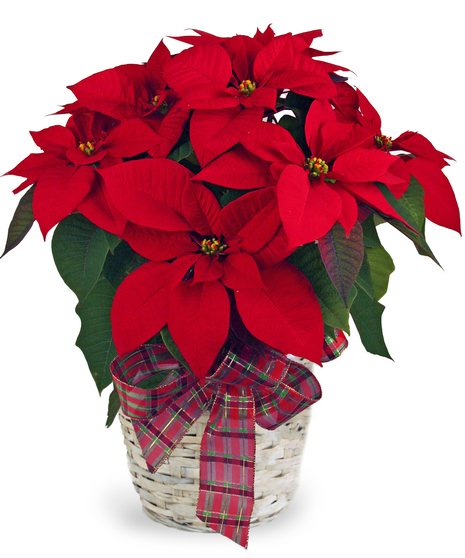 Assorted Poinsettia
