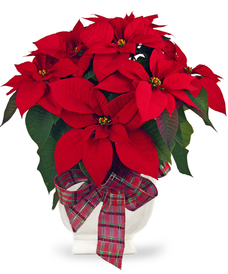 Red or White Poinsettia