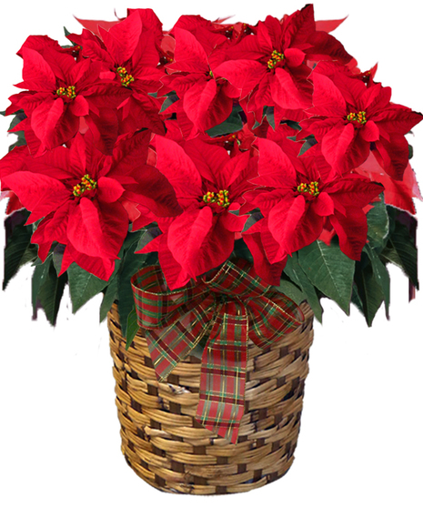 Red or White Poinsettia
