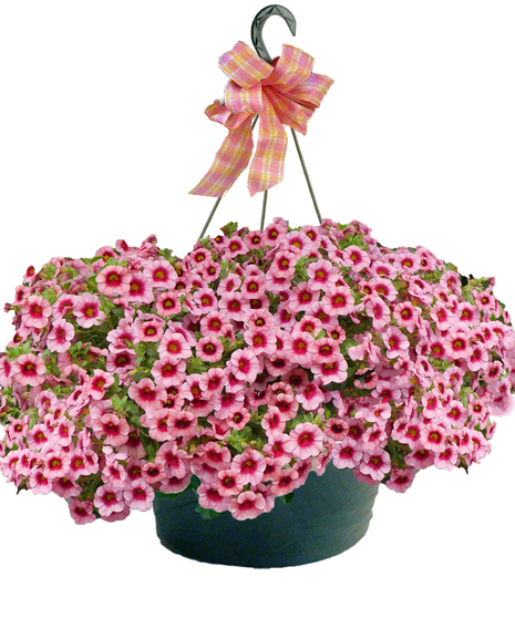 Calibrachoa Hanging Basket