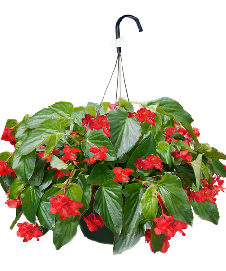 Dragonwing Begonia Hanging Basket - Fort Wayne Delivery