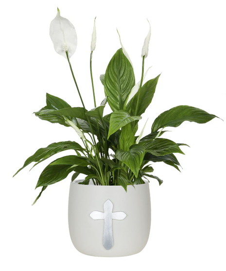 Peace Lily Plant
