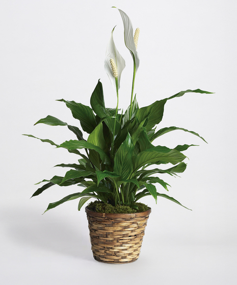 Peace Lily Plant