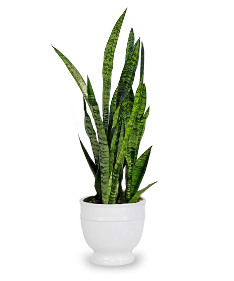 Green Plant in Decorative Pot