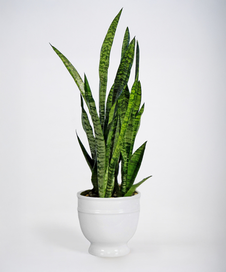 Green Plant in Decorative Pot