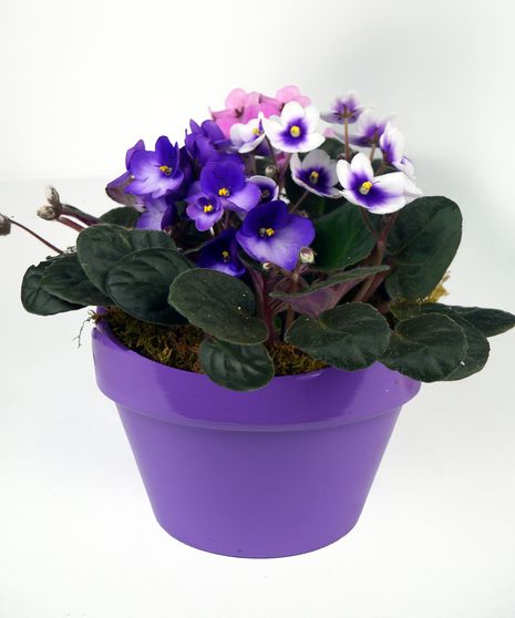 African Violet Dish Garden