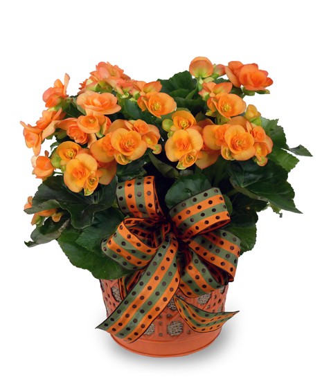 Beautiful Begonia