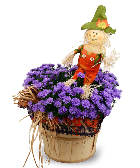 Autumnal Asters