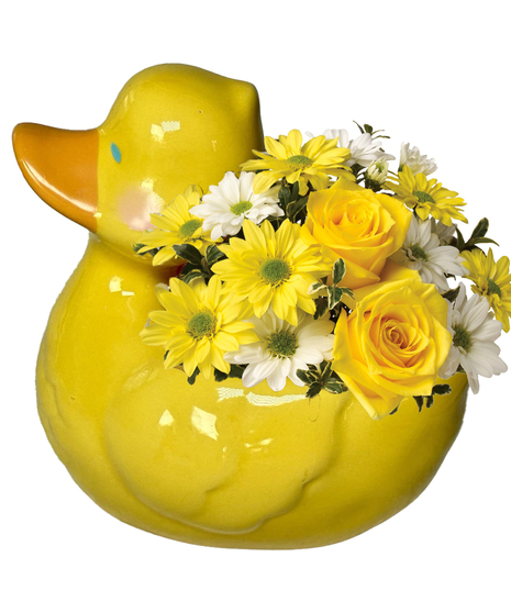 Ducky Daydreams