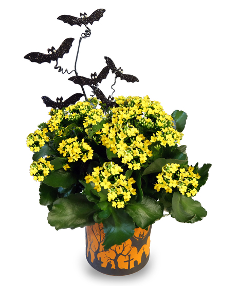 Bat to the Bone Kalanchoe