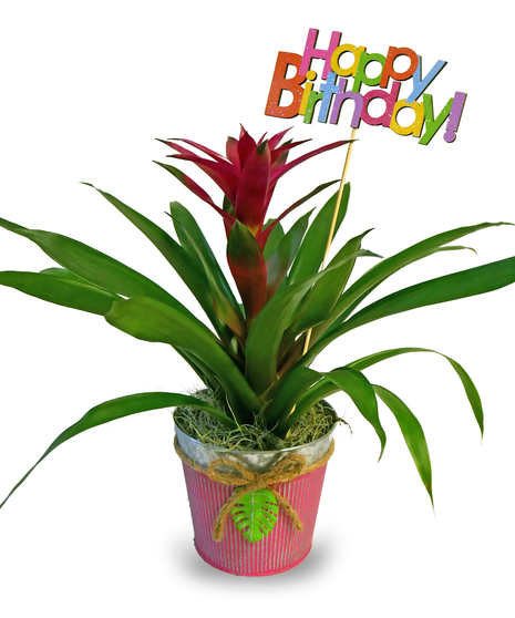 Birthday Bromeliad