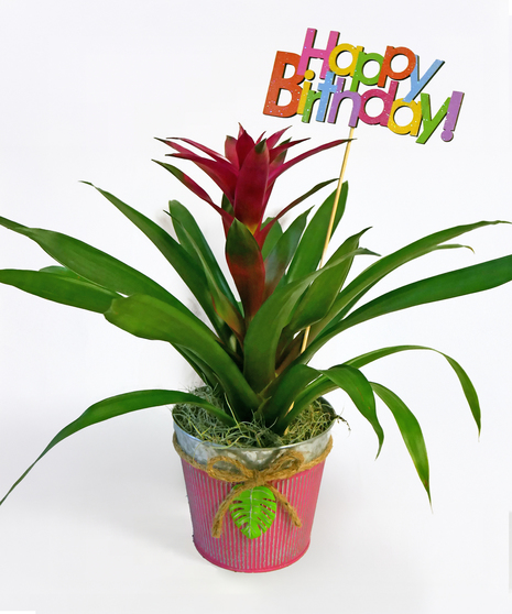 Birthday Bromeliad - With 