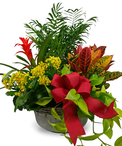 Bromeliad Euro Garden