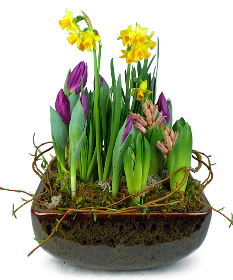 Bulb Dish Garden