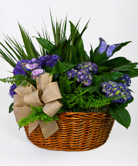 Butterfly Hydrangea Garden