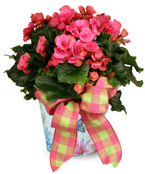 Beautiful Begonia