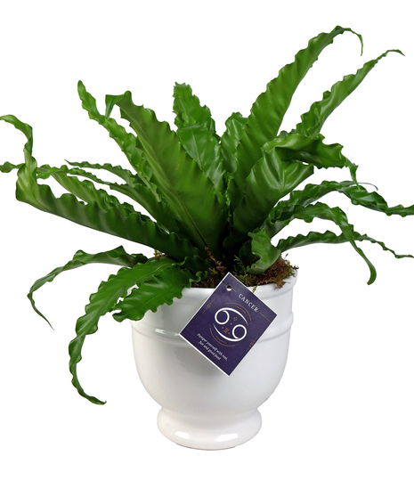 Cancer Zodiac Plant - Bonsai Tree
