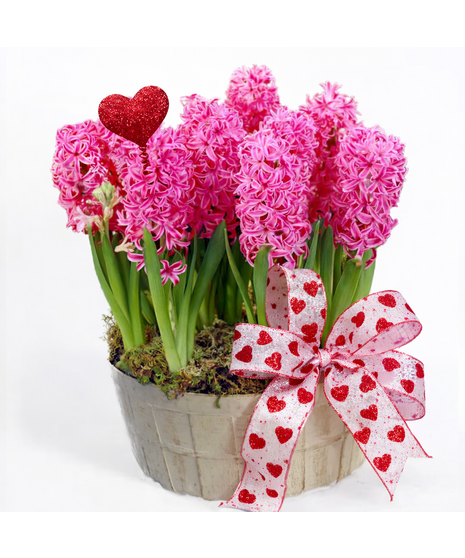 Spring Hyacinth Basket