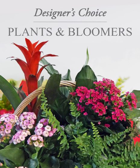 Designer's Choice Plants and Bloomers