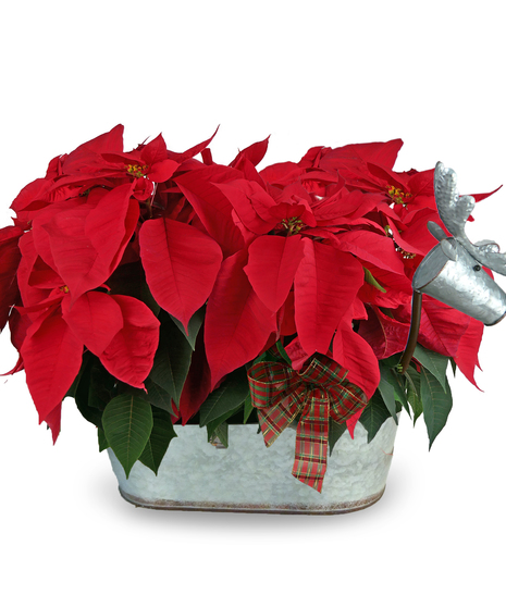 Double Poinsettia