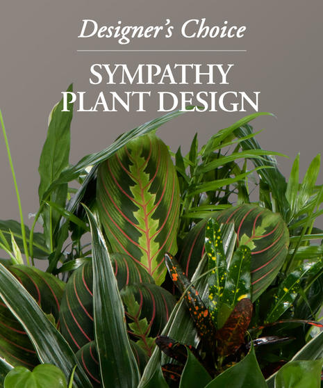 Sympathy Plant Design - Designer's Choice