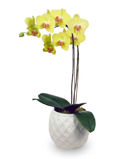Phalaenopsis Orchid