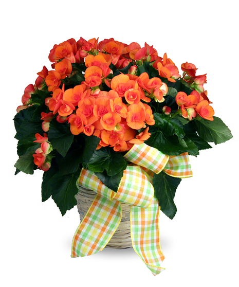 Blooming Plant in Basket - 6