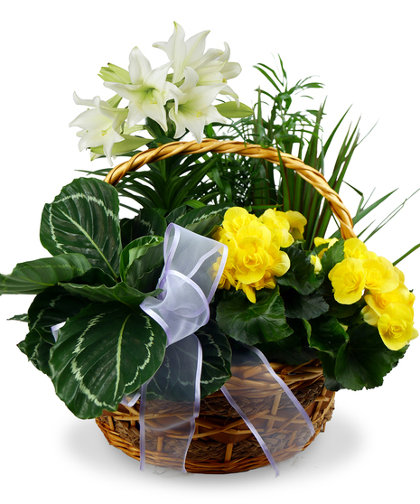 Easter Lily Garden