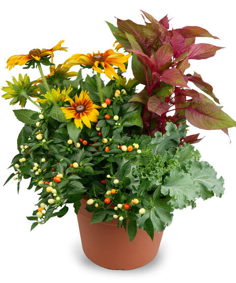 Fall Patio Pots
