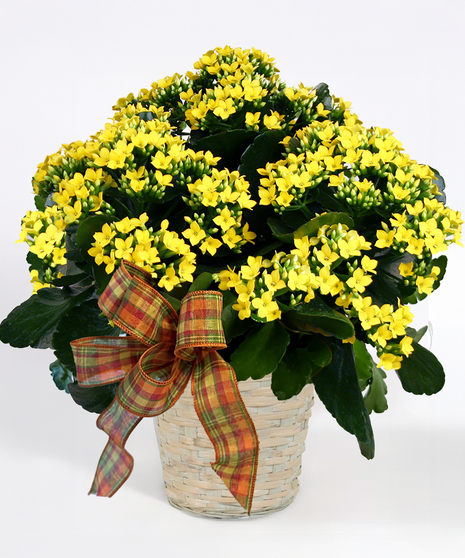 Pink kalanchoe plant presented in a charming basket container with a plaid bow