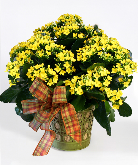 Blooming Kalanchoe