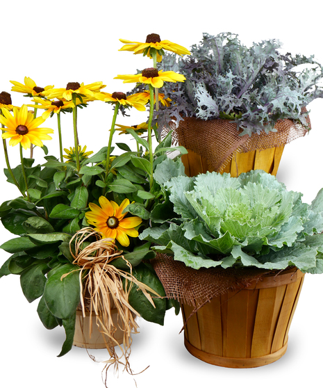 rudbeckia, ornamental kale, and flowering celosia combined into a triple basket