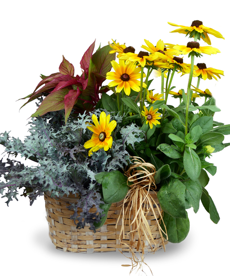 Fall Plant Trio