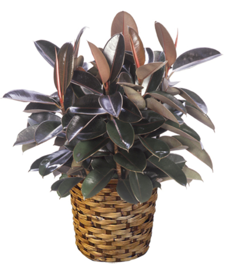 Ficus Burgundy
