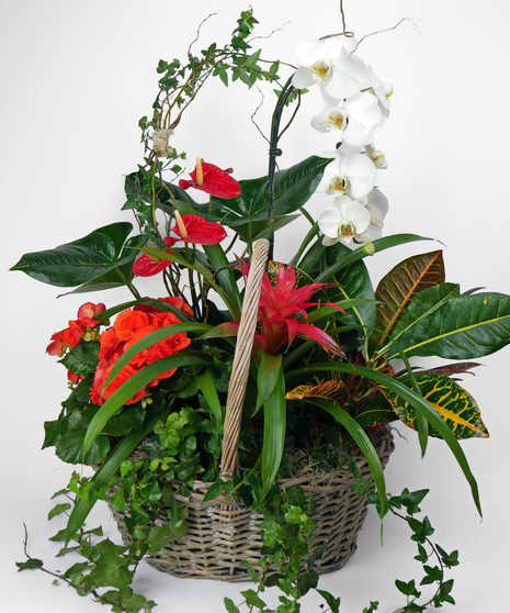 Grand Valentine Garden