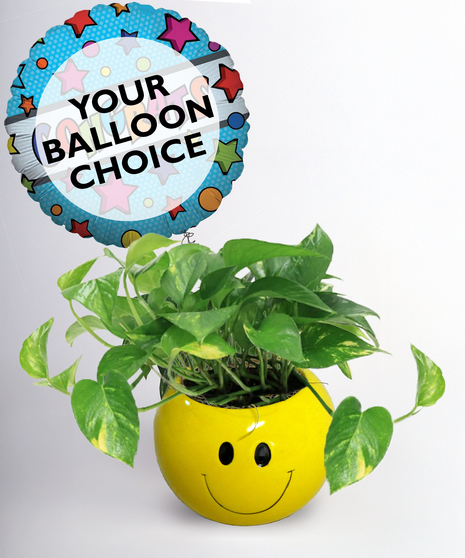 Happy Pothos Plant - With Balloon Included
