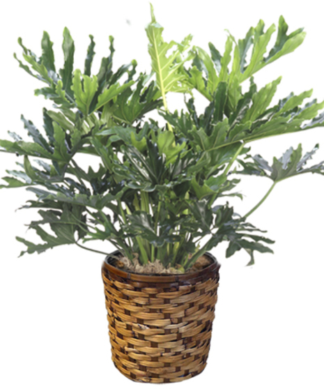 Hope Selloum Philodendron