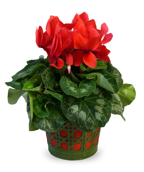 Holiday Cyclamen
