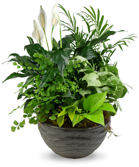 Dish Garden - Lush Green Plants In a Ceramic